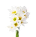Lilies isolated on a white background. white rain lily zephyranthes candida Royalty Free Stock Photo