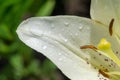 Lilies Lilium Lily - Flowers are large, often fragrant, and are presented in a wide range of colors, including white, yellow, Royalty Free Stock Photo