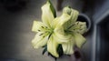 lilies