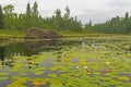 Lilies and Lily Pads amongst the Calm Waters