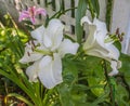 Lilies of OT hybrids near the fence in the garden in summer