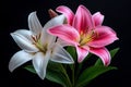 Lilies, in a painterÃ¢â¬â¢s studio, captured on canvas immortalize the fleeting beauty of their blooms Royalty Free Stock Photo