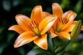 Lilies, in a painterÃ¢â¬â¢s studio, captured on canvas immortalize the fleeting beauty of their blooms Royalty Free Stock Photo