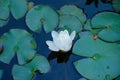 White lilies Royalty Free Stock Photo