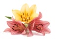 lilies Royalty Free Stock Photo