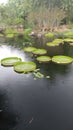 Lilies in the Rain