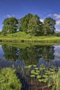 Lilies on the river Brathay Royalty Free Stock Photo