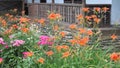 Lilies and roses in rural backyard