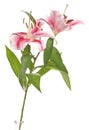 Lilies in a studio cutout Royalty Free Stock Photo