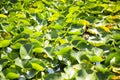 Lilies Swamp Water Lily Royalty Free Stock Photo