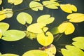 Lilies Swamp Water Lily Royalty Free Stock Photo