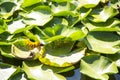 Lilies Swamp Water Lily Royalty Free Stock Photo