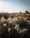 Lilies swaying in the breeze from within the discarded tanks the only movement in this desolate land. Abandoned