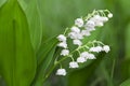 Lilies of the valley