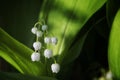 Lilies of the valley bloom in the forest Royalty Free Stock Photo