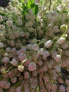 lilies of the valley. close-up. a bouquet of fragrant white spring flowers.