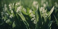 Lilies of the Valley. Closeup flower field. Spring lily white blossom. Floral background wallpaper.