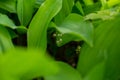 lilies of the valley in the forest Royalty Free Stock Photo