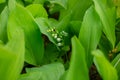 lilies of the valley in the forest Royalty Free Stock Photo
