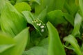 lilies of the valley in the forest Royalty Free Stock Photo
