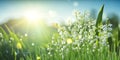 lilies of the valley in the grass on field at sunny summer day Royalty Free Stock Photo