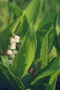 Lilies of the valley grow on a sunny summer day Royalty Free Stock Photo