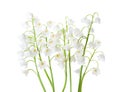 Lilies of the Valley isolated on white background Royalty Free Stock Photo