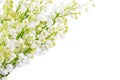 Lilies of the Valley isolated on a white background. Selective focus Royalty Free Stock Photo