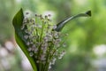 Lilies of the valley in spring. Beautiful bouquet of flowers may Royalty Free Stock Photo