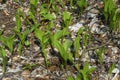 Lilies of the valley in the spring, on the foliage overcast forest ground Royalty Free Stock Photo