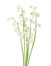 Lilies of the valley on white background Royalty Free Stock Photo