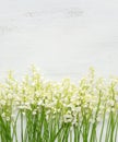 Lilies of the Valley on white shabby wooden background Royalty Free Stock Photo