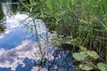 Lilies, water lilies and reeds are cozy nestled in the river backwaters with a reflection of clouds Royalty Free Stock Photo