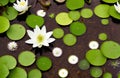 Lilies in the water swamp, water lilies green color