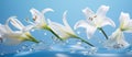 lilies of white flowers and lily grass on a bright bluewhite background,