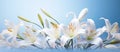 lilies of white flowers and lily grass on a bright bluewhite background,