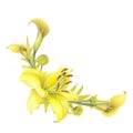 Lilies Yellow flower, calla lilies, craspedia, Solidago Frame bouquet isolated on white background. Watercolor hand Royalty Free Stock Photo