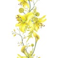 Lilies Yellow flower, calla lilies, craspedia seamless border isolated on white background. Watercolor hand drawn
