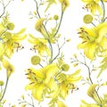 Lilies Yellow flower, calla lilies, craspedia seamless pattern isolated white background. Watercolor hand drawn botanic