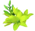 Lilies yellow-green flowers, on a white background, isolated with clipping path. beautiful bouquet of lilies with green leaves, Royalty Free Stock Photo