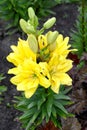 Lilies yellow terry grades of Fata Morgana Lilium asiatic