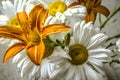 Lilies with dark veins and the buds, beside with the big daisies on the background of a concrete wall Royalty Free Stock Photo