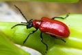 Lilioceris Lilii (Lilly Beetle Royalty Free Stock Photo