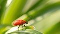 Lilioceris lilii red beetle