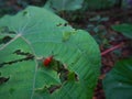 Lilioceris merdigera beetle on a green leaf Royalty Free Stock Photo