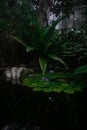 Lilipad Lilipads, Nature, Lake,  greenhouse, nature Royalty Free Stock Photo