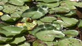 A Lilipads In Pond