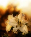 Lilium Royalty Free Stock Photo