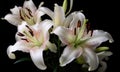 A beautiful photograph of Lilium