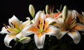 A beautiful photograph of Lilium